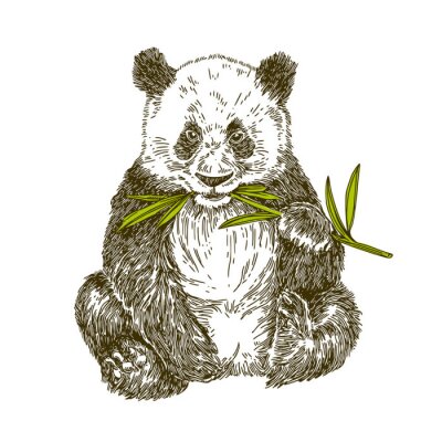 Sticker Panda Met Stengelbamboe. Vector illustratie,