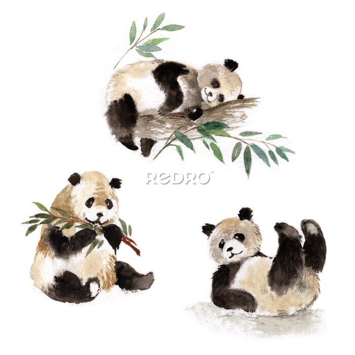 Sticker Panda's geschilderd in aquarel op een witte achtergrond
