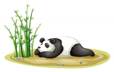 Sticker Panda slaapt naast groene bamboescheuten