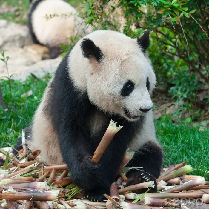 Sticker Panda tussen de stengels