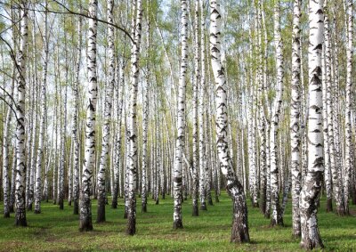 Panorama van een berkenbos