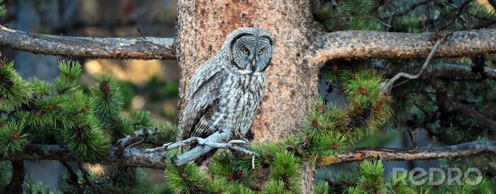 Sticker Panoramisch detail met uilen