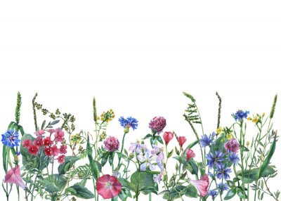 Sticker Panoramisch uitzicht op wilde weide bloemen en gras op een witte achtergrond. Horizontale rand met bloemen en kruiden. Aquarel hand schilderij illustratie.