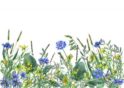 Panoramisch uitzicht op wilde weide bloemen en gras op een witte achtergrond. Horizontale rand met bloemen en kruiden. Aquarel hand schilderij illustratie.