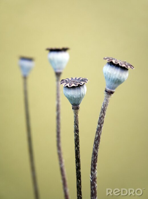 Sticker Papaver zaaddozen