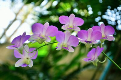Sticker Pastel orchidee takje