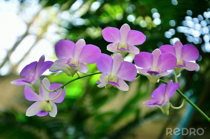 Sticker Pastel orchidee takje