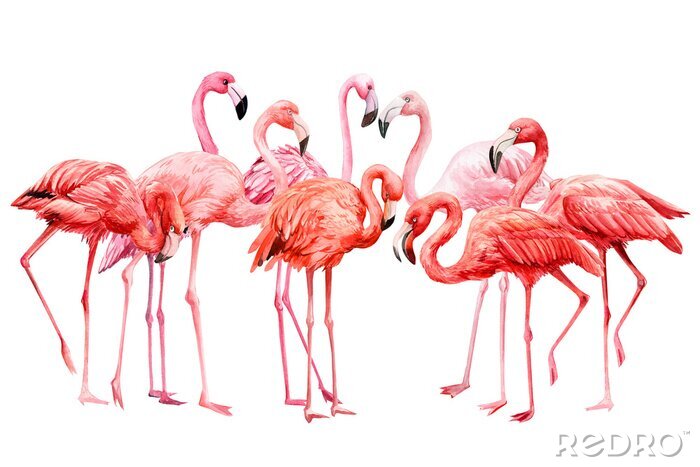 Sticker Pastelkleurige flamingo's op een witte achtergrond