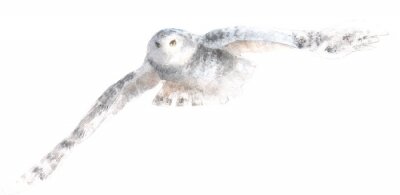 Sticker Pastelkleurillustratie met een uil tijdens de vlucht