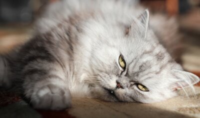Perzische kat die in de zon koestert