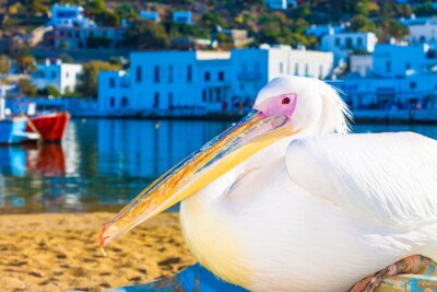 Sticker Petros de beroemde pelikaan van het eiland Mykonos Griekenland
