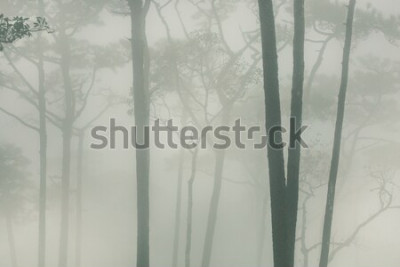 Sticker Phoo soi dao Thailand