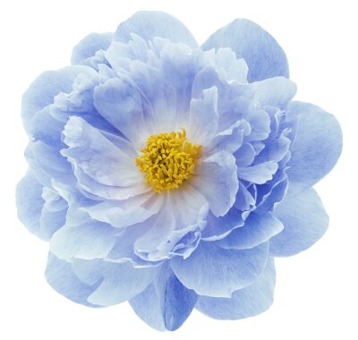 Sticker Pioenroos in een delicate kleur