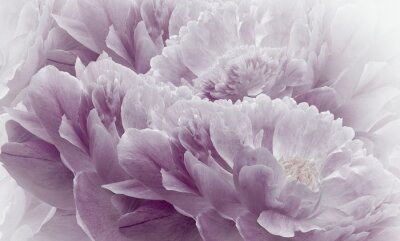 Pioenrozen bloemblaadjes