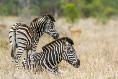 Sticker Plains zebra in het Kruger Nationaal park, Zuid-Afrika