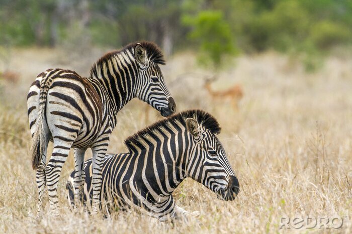 Sticker Plains zebra in het Kruger Nationaal park, Zuid-Afrika