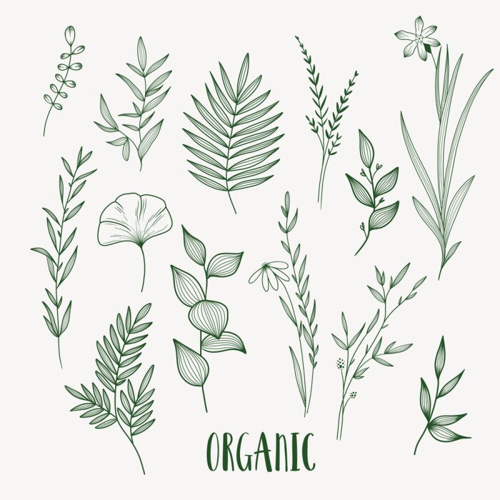 Sticker Plant nature hand drawn set. Collection botanical element.