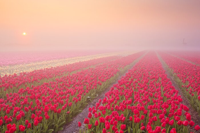 Sticker Plantage van rode tulpen