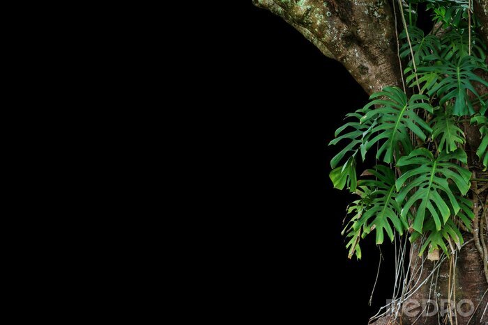 Sticker Planten en boom op zwarte achtergrond