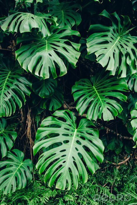 Sticker Planten in een natuurlijke omgeving