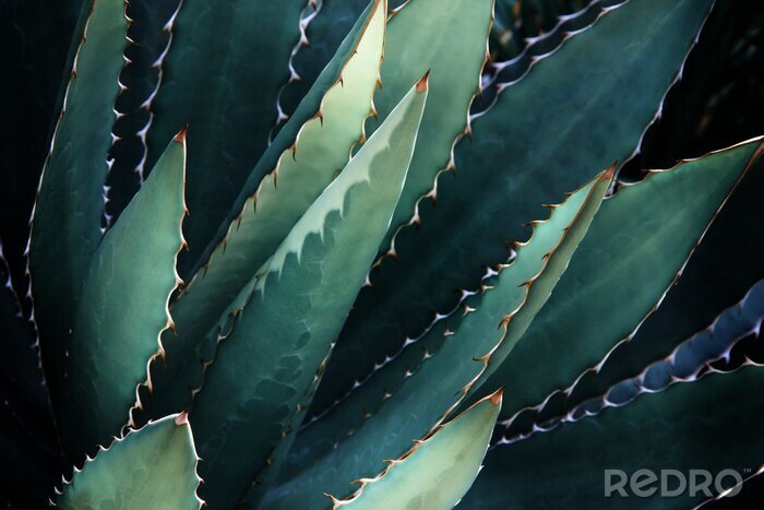 Sticker Planten met doornen