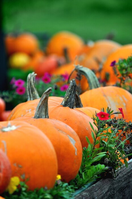 Sticker Pompoenen groeien in de moestuin
