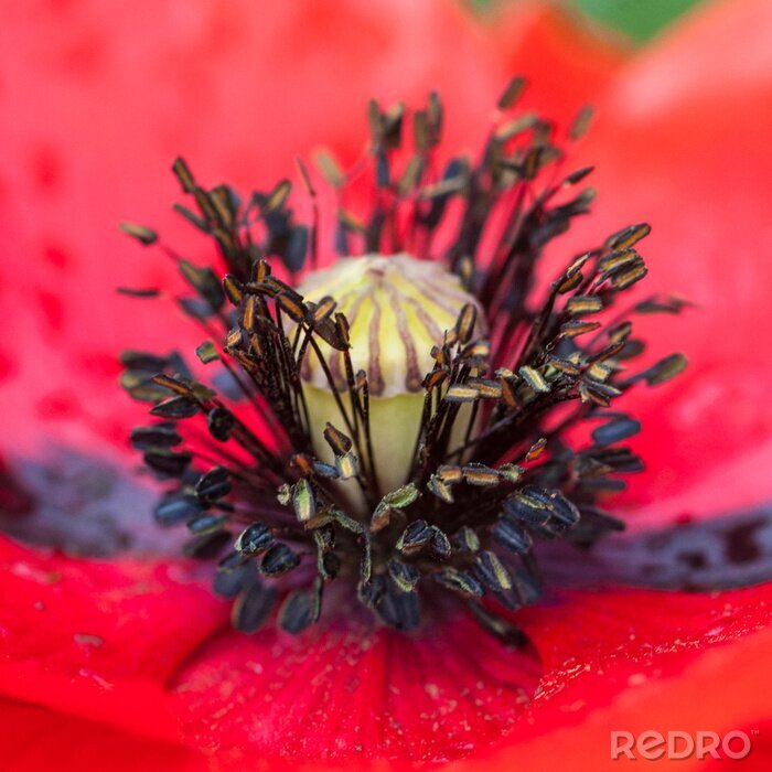 Sticker Poppy Pleasure