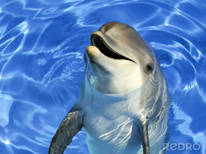 Sticker Portrait d'un dauphin commun