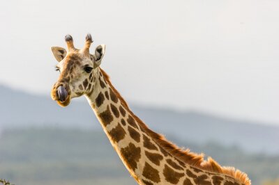 Portrait einer Giraffe sterven mit ihrer Zunge in der Nase hängt.