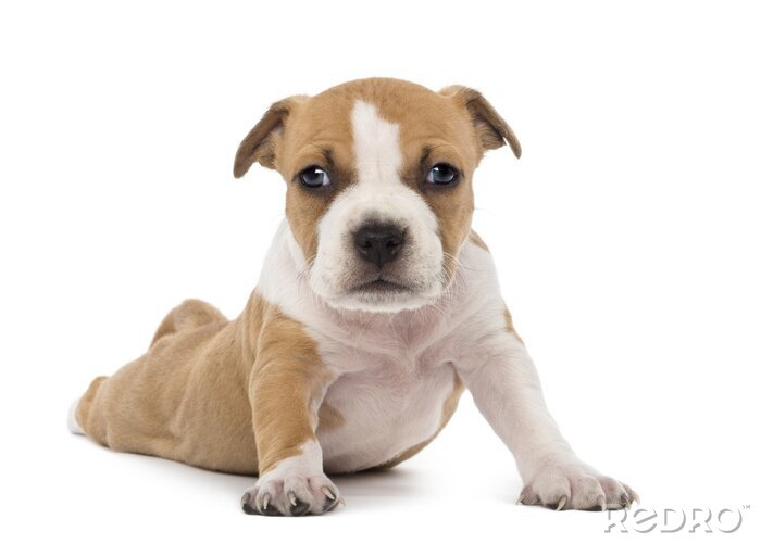 Sticker Portret van de Amerikaanse Staffordshire Terrier Puppy liggen