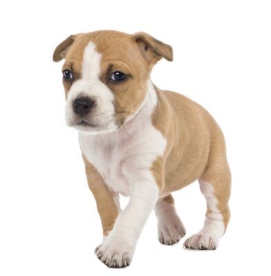 Sticker Portret van de Amerikaanse Staffordshire Terrier Puppy wandelen