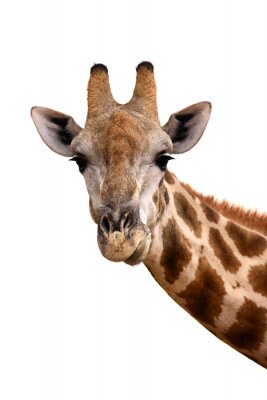 Sticker Portret van de giraf