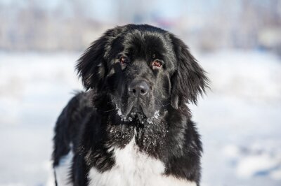 Sticker Portret van de hond van Newfoundland in de winter