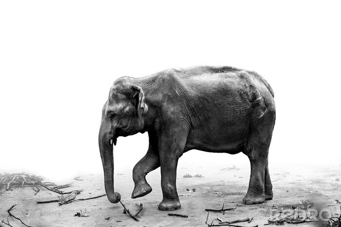 Sticker Portret van de olifant