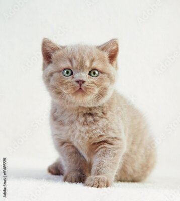 Poster Portret van een Britse kat