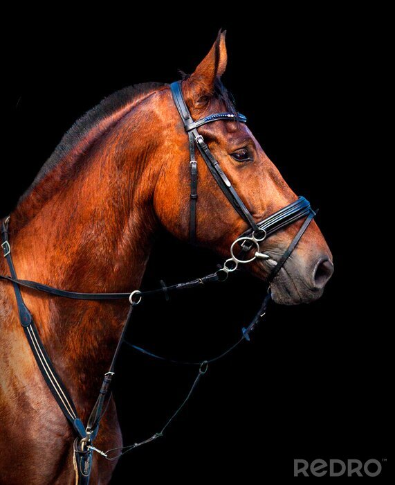 Sticker Portret van een zwart paard