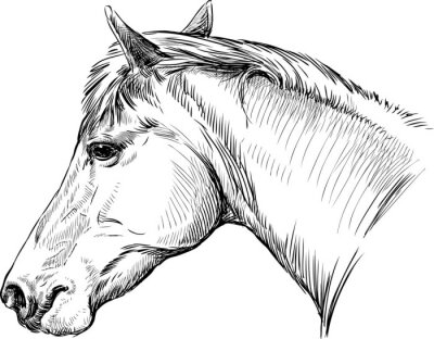 Sticker portret van het paard