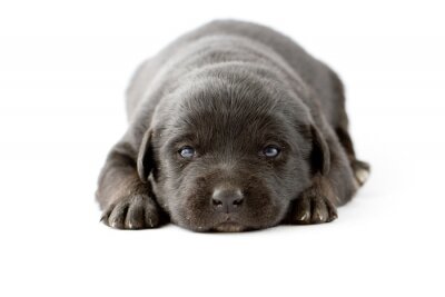 Sticker Portret van schattige zwarte labrador pup