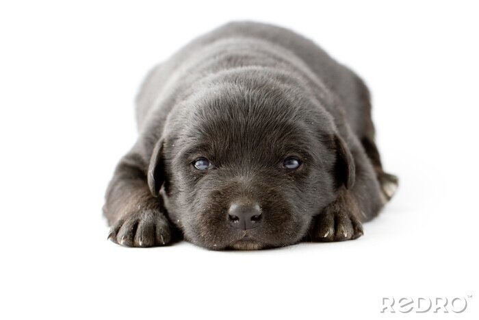 Sticker Portret van schattige zwarte labrador pup