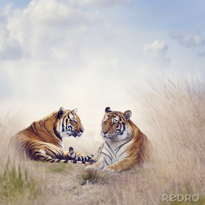 Sticker Portret van tijger op savanne