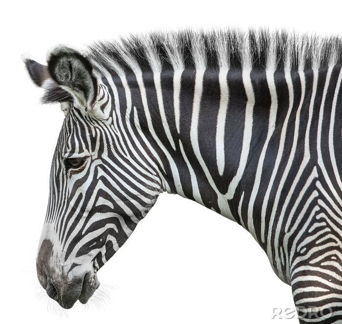 Sticker portret van zebra