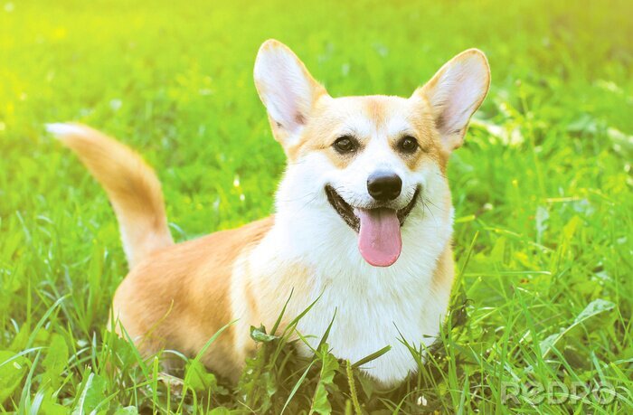 Sticker Positieve Pembroke Welsh Corgi hond op het gras zomer
