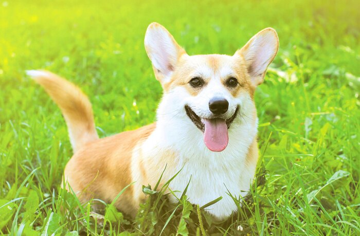 Sticker Positieve Pembroke Welsh Corgi hond op het gras zomer