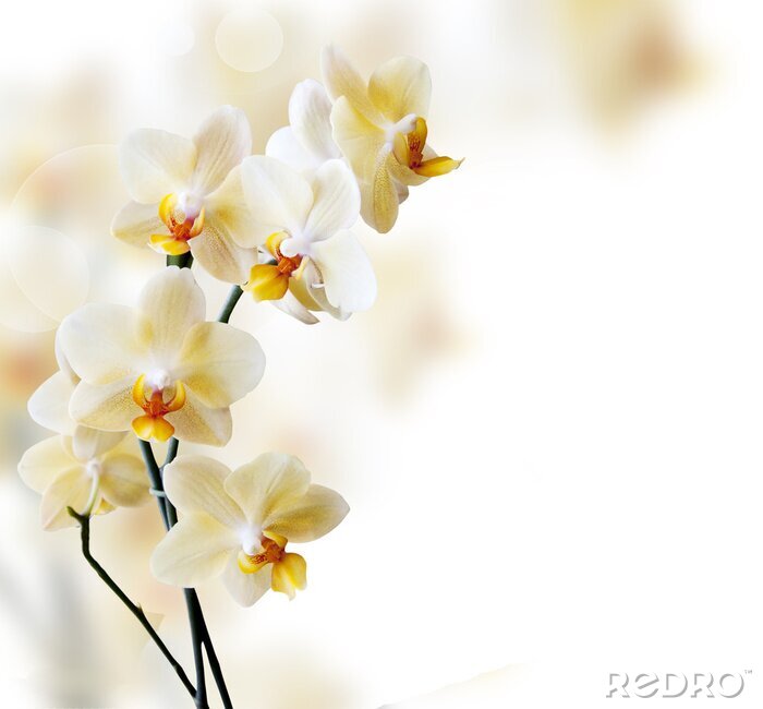 Sticker Prachtige orchideeën op een wazige achtergrond
