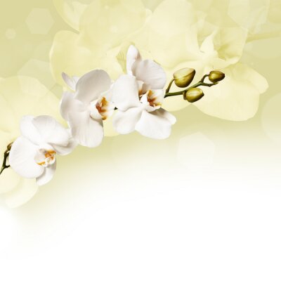 Prachtige witte orchidee