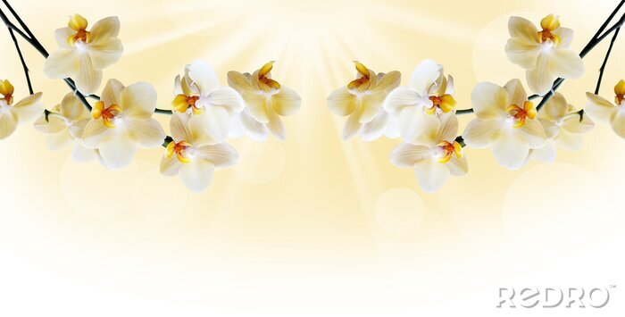 Sticker Prachtige witte orchidee