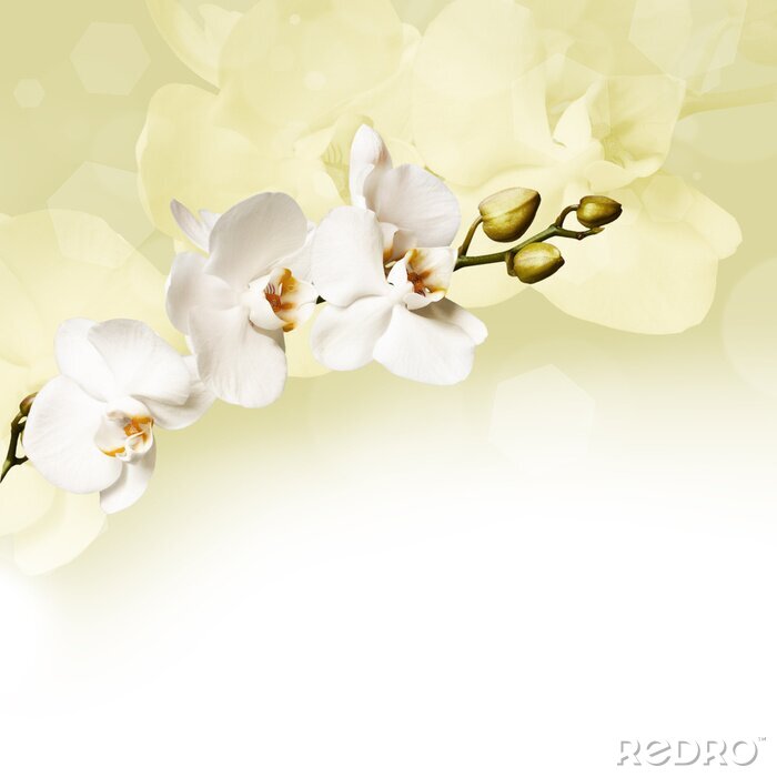 Sticker Prachtige witte orchidee