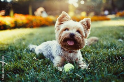 Sticker Prachtige Yorkshire terrier spelen met een bal op een gras