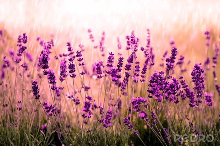 Sticker Provencaalse natuur