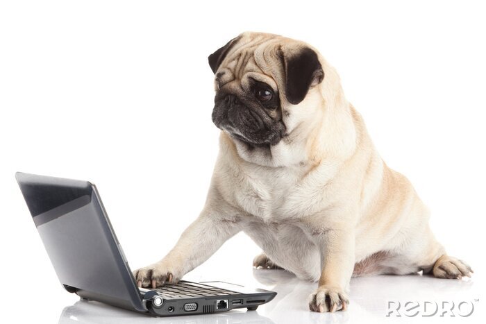 Sticker Pug Hond met laptop.